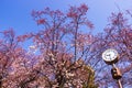 Osakajo park front clock, Plum pink flowers and blue sky bright Royalty Free Stock Photo