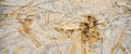 OSB plate consisting of pressed pine tree chips Royalty Free Stock Photo