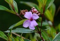 Osbeckia flower (Osbeckia stellata)