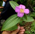 Osbeckis stellata, starry osbeckia