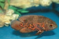 Oscar (Astronotus ocellatus) aquarium fish