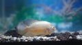 Oscar fish in aquarium frwsh water Royalty Free Stock Photo