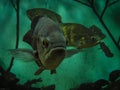 Oscar Fish Astronotus ocellatus. Fishes on the Public Municipa Royalty Free Stock Photo