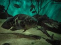 Oscar Fish Astronotus ocellatus. Fishes on the Public Municipa Royalty Free Stock Photo