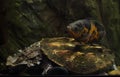 Oscar fish Astronotus ocellatus and mata mata Chelus fimbriata