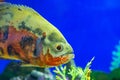 Oscar fish, Astronotus ocellatus. Tropical freshwater fish in aquarium. tiger oscar, velvet cichlid.fish from the cichlid family Royalty Free Stock Photo