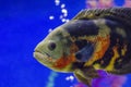 Oscar fish, Astronotus ocellatus. Tropical freshwater fish in aquarium. tiger oscar, velvet cichlid.fish from the cichlid family Royalty Free Stock Photo