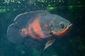 Oscar fish Astronotus ocellatus Royalty Free Stock Photo