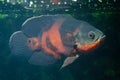 Oscar fish (Astronotus ocellatus). Royalty Free Stock Photo