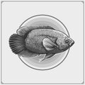 Oscar fish emblem. Black and white realistic graphics. Royalty Free Stock Photo