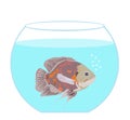 Oscar fish in fishbowl aquarium vector illustration isolated on white background.