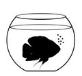 Oscar fish in fishbowl aquarium vector silhouette illustration isolated on white