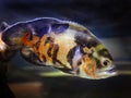 An Oscar fish, Red velvet, Cichlid, warm color tone, orange black mottled color, swimming in the tank underwater with blurred Royalty Free Stock Photo