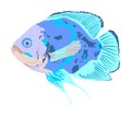 Oscar fish vector illustration isolated on white background. Aquarium fish, exotic under water world. Coral reef Pisces. Aquarium