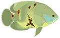 oscar fish vector illustration transparent background