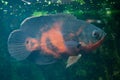 Oscar fish (Astronotus ocellatus). Royalty Free Stock Photo