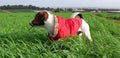 A red coat in green grass