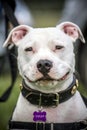 Oscar the Staffie Dog Royalty Free Stock Photo