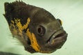 Oscars fish and animal pets on aquarium