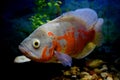 Oscer Fish Royalty Free Stock Photo