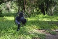 Oscillating black fan in the grass