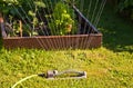 Oscillating sprinkler in sunlit garden