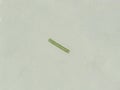 Oscillatoria sp. algae under microscopic view