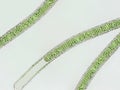 Oscillatoria sp. algae under microscopic view x40 Royalty Free Stock Photo