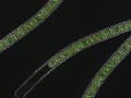 Oscillatoria sp. algae under microscopic view x40, dark background Royalty Free Stock Photo