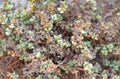 An oscularia deltoides before flowering, succulent plant background