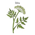 Osha Ligusticum porteri , medicinal plant Royalty Free Stock Photo