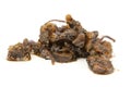 Osha root candied in honey Royalty Free Stock Photo