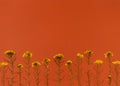 Oshibana floristry botanical pressed flower art. Composition of dry plants. Yellow Flowers frame on orange background.