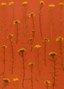 Oshibana floristry botanical pressed flower art. Composition of dry plants. Yellow Flowers frame on orange background.