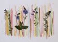 Oshibana is a modern botanical pressed flower art. Boho style composition of dry plants and watercolor splashes