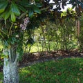 Oshin Pink Dendrobium Orchid Hanging from a Magnolia Tree Near Windchimes