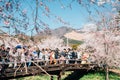 Oshino Hakkai village and tourist people with cherry blossoms near Fuji Mountain in Yamanashi, Japan Royalty Free Stock Photo