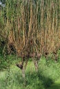 Osier bed with growing withy stems