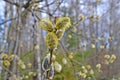 Osier willow puddle bud burgeon gemma buttons on bush tree branch closeup