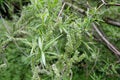 Osier willow tree, salix viminalis