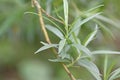 Osier willow tree, salix viminalis