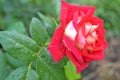 Osiria rose garden or turkish turk gulu, gul bahcesi close up