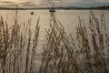 Oslo-fjord, golden waters of the fjord and some reed on the shore.