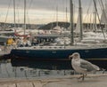 Oslo, Norway - small boats in the marina - a seagull