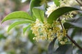 Osmanthus Royalty Free Stock Photo