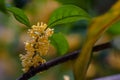 Macro osmanthus