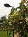 Osmanthus blossoms Royalty Free Stock Photo