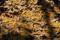 Osmanthus fall on the floor Royalty Free Stock Photo