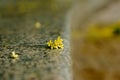 The osmanthus flowers that fall on the ground