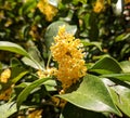 Osmanthus fragrans blossoms in sunny day